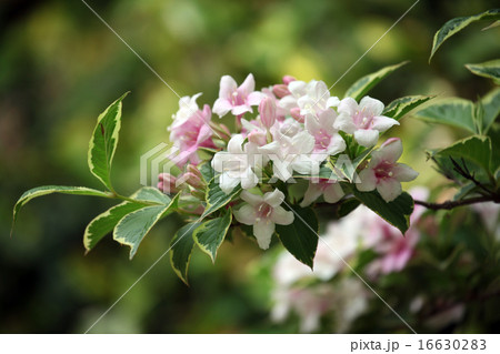 オオベニウツギ オオベニウツギ 16630283