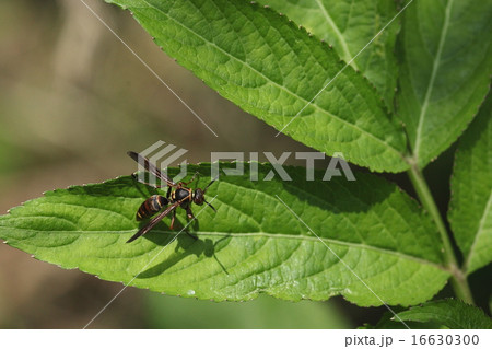 生き物　昆虫　キボシアシナガバチ、餌探しでしょうか？草むらの葉をくまなく見て回っています 16630300