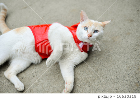 カッパをきた白い猫 16630319