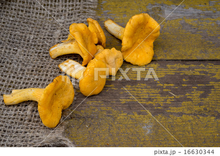 chanterelle,on wooden and sackcloth background 16630344