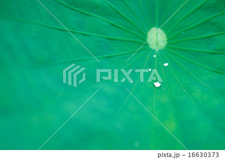 大賀ハスの葉としずく 大賀ハスの葉としずく 16630373