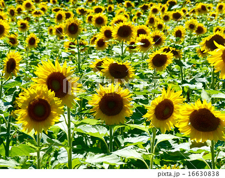 ひまわりがいっぱい ひまわりがいっぱい 16630838