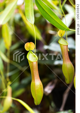 ウツボカズラ 16630842