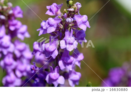 宿根リナリアの花の写真素材