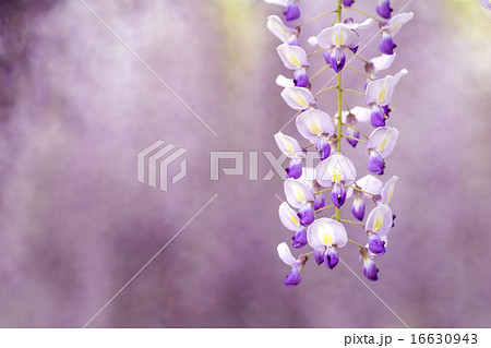 紫のフジの花のアップ 16630943