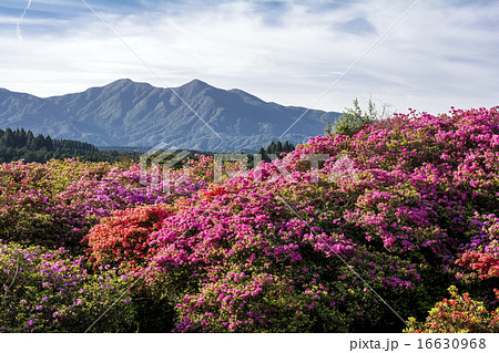 高隈山地をバックにピンクとオレンジのツツジの花 16630968