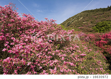 山をバックにピンクのツツジの花 16630972