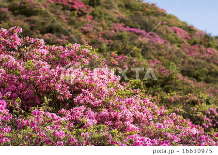 山の斜面に咲くピンクのツツジの花の写真素材