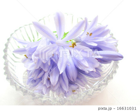 爽やかな花色のアガパンサスの花 爽やかな花色のアガパンサスの花 16631031