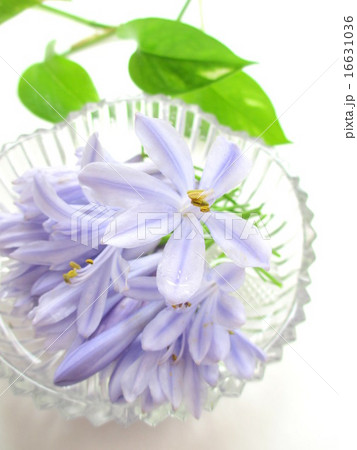 爽やかな花色のアガパンサスの花の写真素材