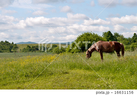 horse grazes 16631156