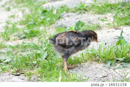 little chicken 16631158