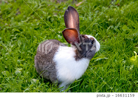 little rabbit little rabbit 16631159