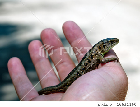 lizard on hand 16631160