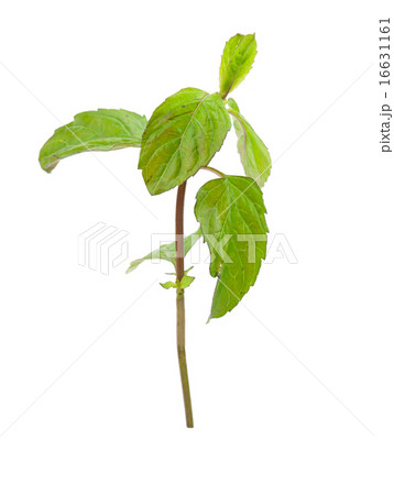 mint mint 16631161