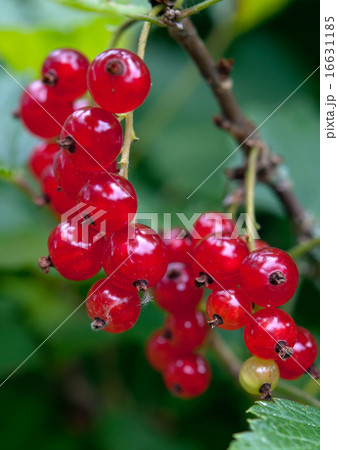 red currant red currant 16631185