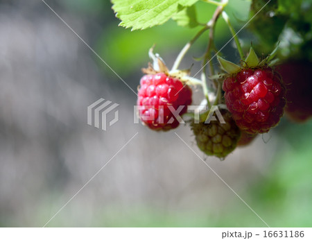 ripe raspberries ripe raspberries 16631186