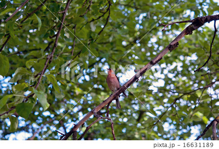 single sparrow single sparrow 16631189