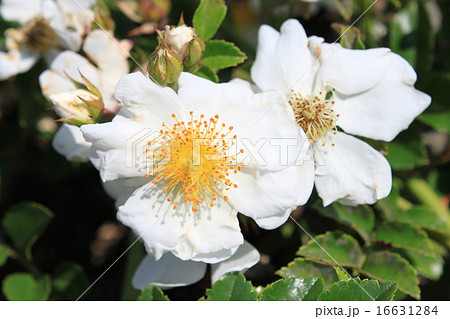 テリハノイバラの花 16631284