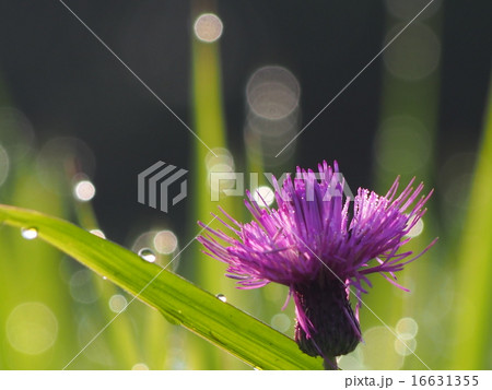 朝露とアザミ 16631355