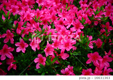 サツキツツジの花 16631363