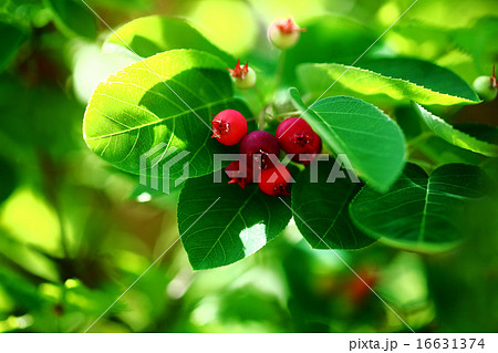 ザイフリボクの赤い実 16631374