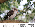 ワライカワセミ 16631735