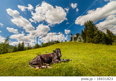 Cow on mountain pasture in the alps Cow on mountain pasture in the alps 16631823