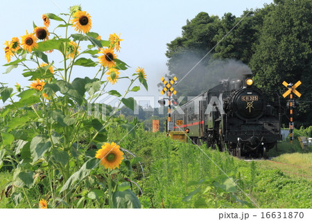 真岡鐵道「ひまわり咲く沿線風景とSL」 16631870