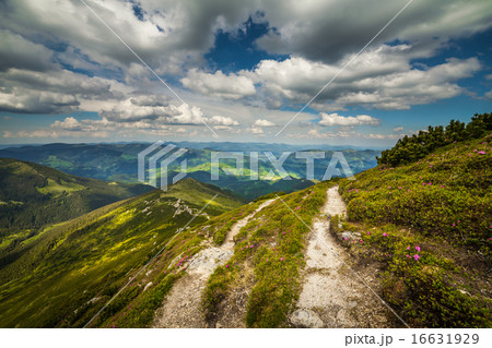 Magic pink rhododendron flowers in the mountains Magic pink rhododendron flowers in the mountains 16631929