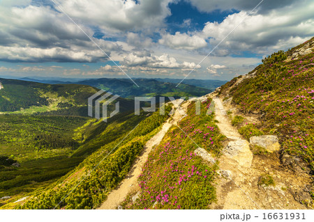 Magic pink rhododendron flowers in the mountains 16631931