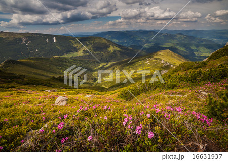 Magic pink rhododendron flowers in the mountains 16631937