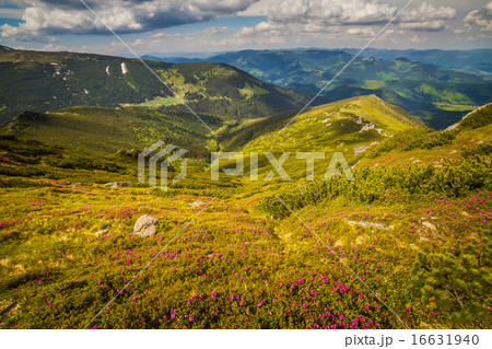 Magic pink rhododendron flowers in the mountains Magic pink rhododendron flowers in the mountains 16631940