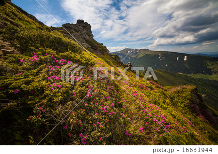 Magic pink rhododendron flowers in the mountains Magic pink rhododendron flowers in the mountains 16631944