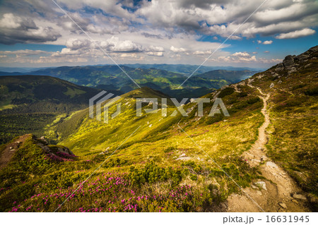 Magic pink rhododendron flowers in the mountains 16631945