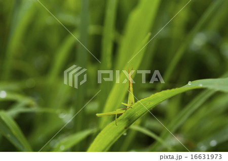 雨上りの草むら　ショウリョウバッタ 16631973