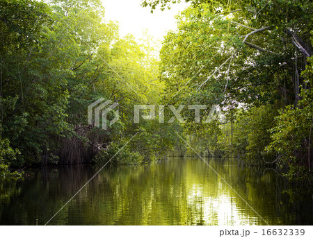 Tropical thickets mangrove forest on the Black riv 16632339