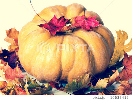 pumpkin and maple leaves,with a retro effect 16632415