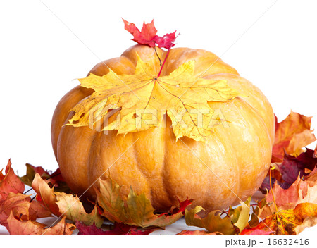 pumpkin and maple leaves 16632416