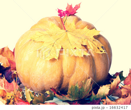 pumpkin and maple leaves,with a retro effect 16632417