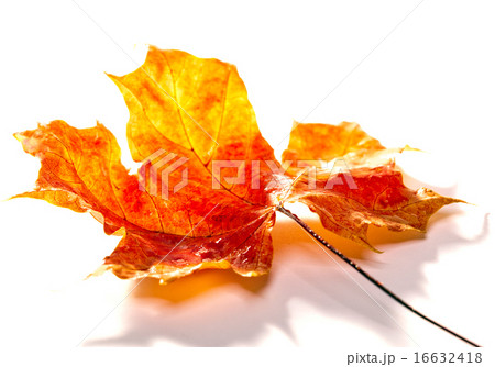 dry maple leaf 16632418
