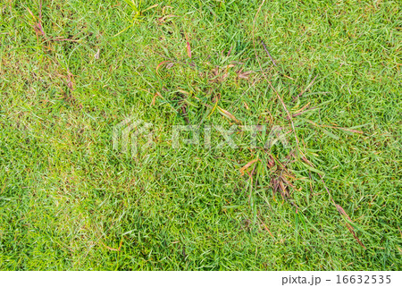 grass background grass background 16632535