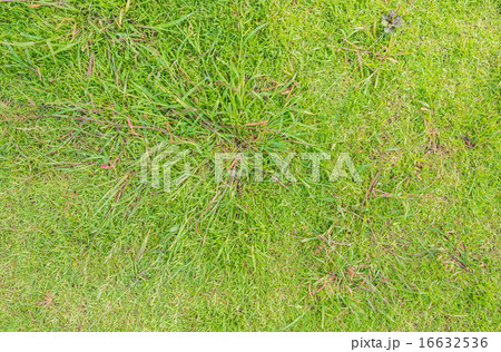 grass background grass background 16632536