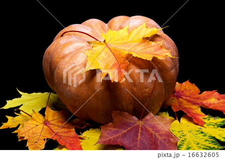 pumpkin and maple leaves on dark background pumpkin and maple leaves on dark background 16632605