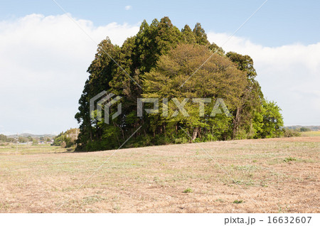 広野の森 広野の森 16632607