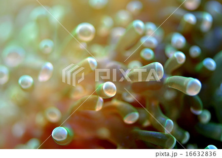 さんご さんご 16632836