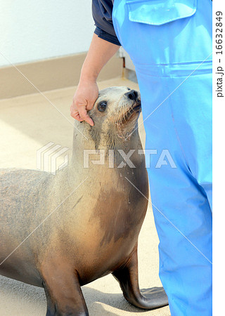 アシカ アシカ 16632849