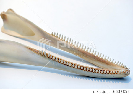 イルカの歯の写真素材 [16632855] - PIXTA