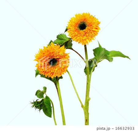 可愛らしいひまわり2本をアップに白いバックで浮き立つ様に撮影 16632933