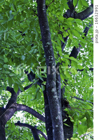 新緑 新緑 16632991